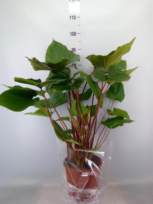 <h4>Homalomena rubescens 'Maggy'</h4>