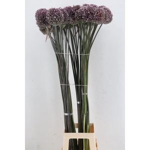 ALLIUM SUMMER DRUMME