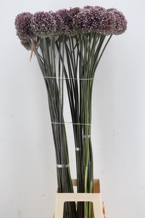 <h4>ALLIUM SUMMER DRUMME</h4>