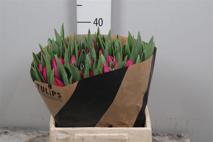 <h4>Tu En Pink Ardour</h4>