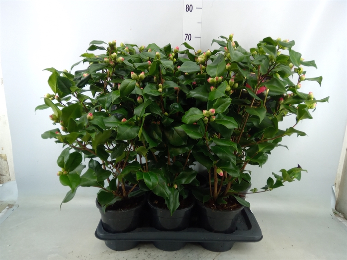 <h4>Camellia japonica 'Dr King'</h4>