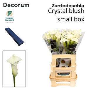 Zant Crystal Blush Medium Box 60 Cm 20 St.