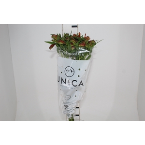 ALSTROEMERIA CHEERIO 080 CM