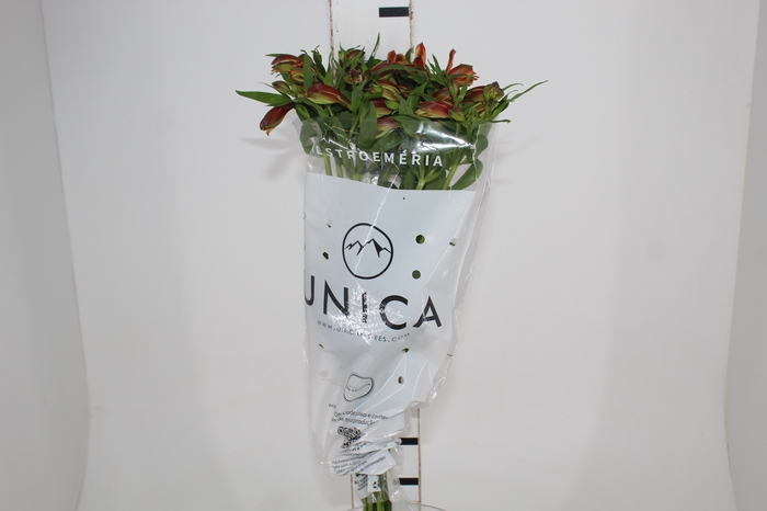 <h4>ALSTROEMERIA CHEERIO 080 CM</h4>