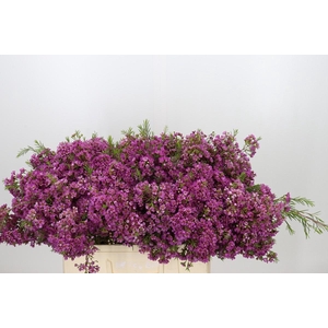 Chamelaucium Mars