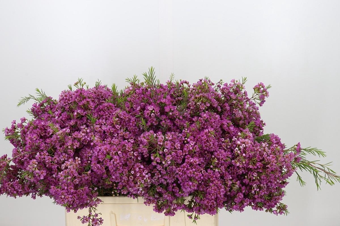 <h4>Chamelaucium Mars</h4>