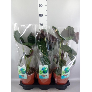 Alocasia   ...