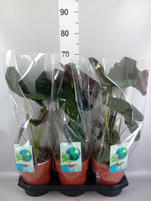 <h4>Alocasia   ...</h4>
