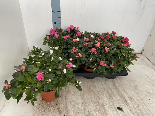 <h4>RHODO SI VOGEL GEM</h4>