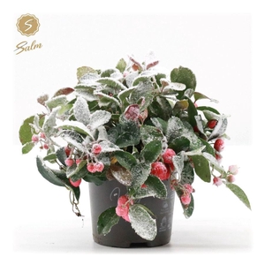 Gaultheria pr. 'Big Berry'® P10 + Snow