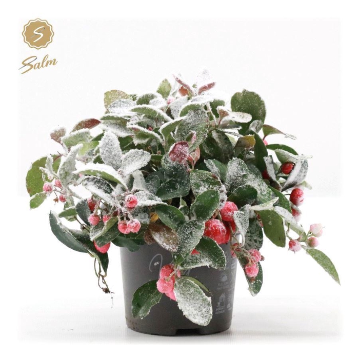 <h4>Gaultheria pr. 'Big Berry'® P10 + Snow</h4>