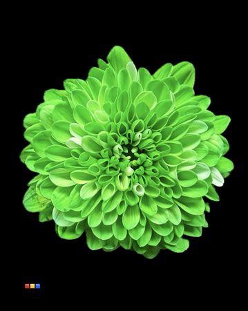 <h4>Chr S Cash Green</h4>
