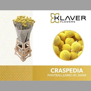 Craspedia Paintball Jumbo