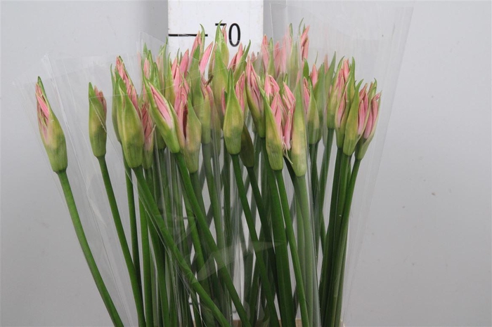 <h4>Ne Bo Vesta K</h4>