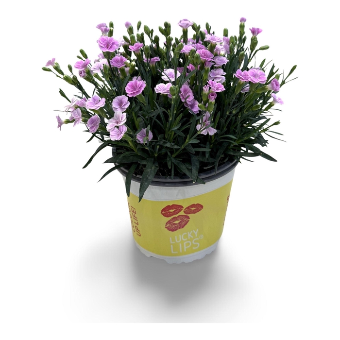 <h4>Dianthus (Allwoodii Grp) Lucky Lips</h4>