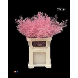 Limonium Pink + Glitter Bio
