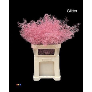 Limonium Pink + Glitter Bio