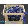 Delphinium Volkerfrieden 60cm