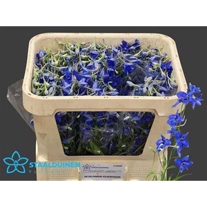Delphinium Volkerfrieden 60cm