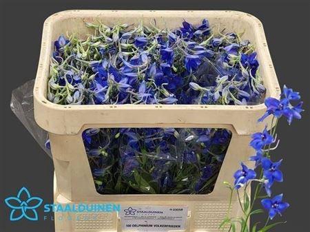 <h4>Delphinium Volkerfrieden 60 Cm</h4>