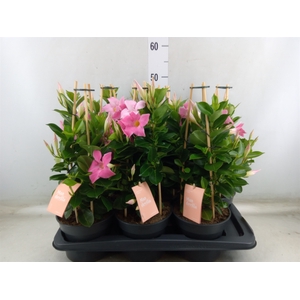 Mandevilla  'Sundavil Pink'