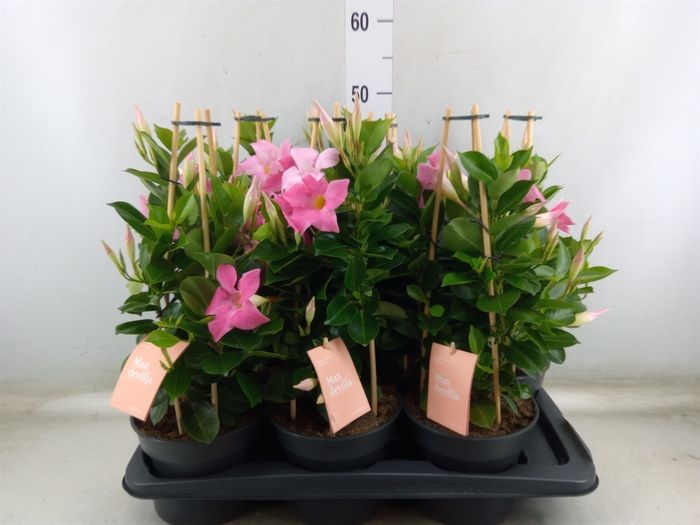 <h4>Mandevilla  'Sundavil Pink'</h4>