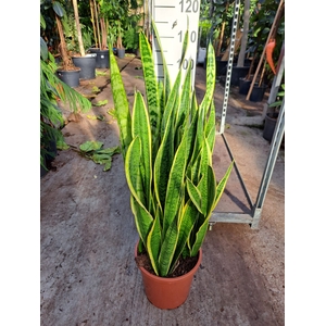 Sansevieria Laurentii