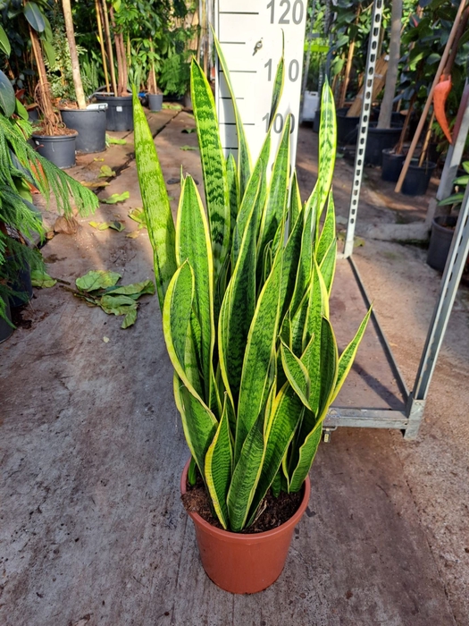 <h4>Sansevieria Laurentii</h4>