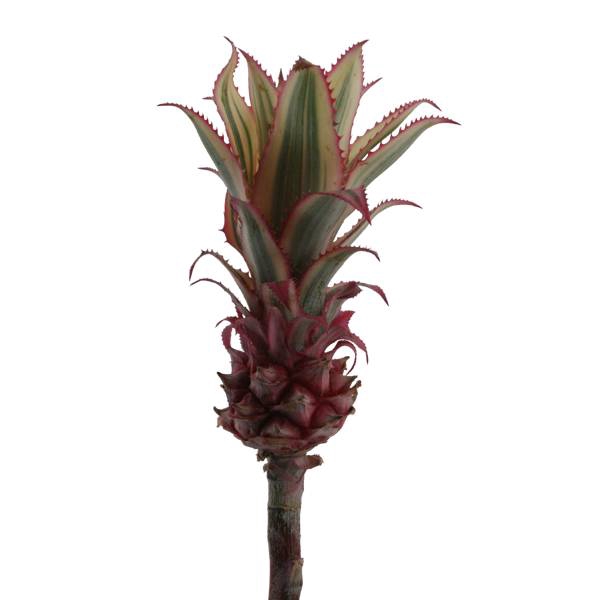 ANANAS KLEIN