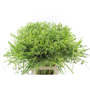 Cyperus Glaber