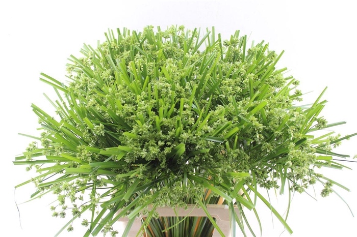<h4>Cyperus Glaber</h4>