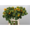 Helianthus Orange Fire