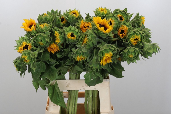 <h4>Helianthus Orange Fire</h4>