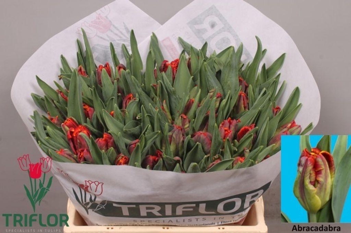 <h4>Tulipa pa abracadabra</h4>