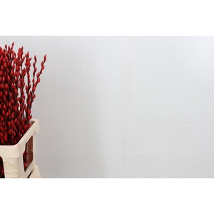 Salix Caprea Snow Flake P. Red