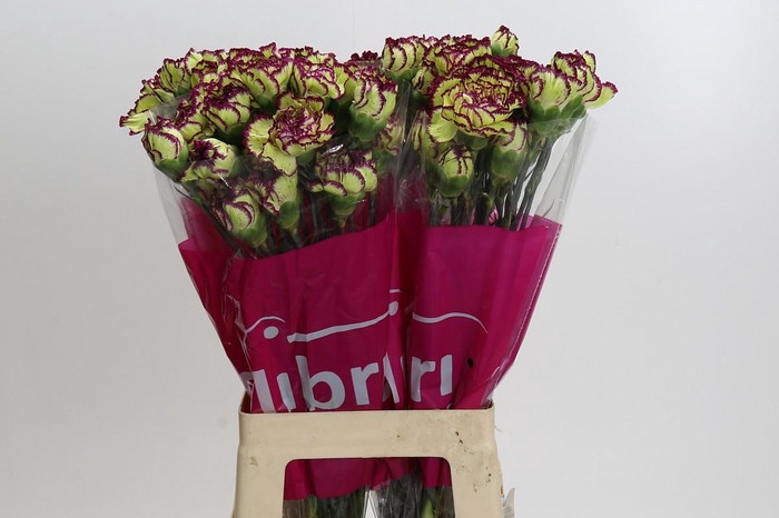 <h4>Dianthus St Extravaganza</h4>
