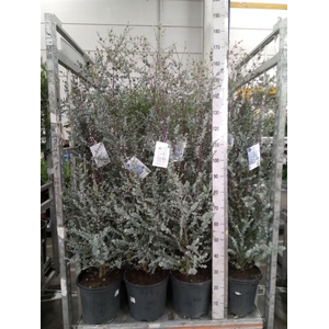 Eucalyptus