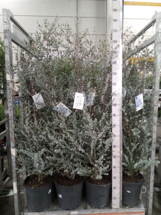 <h4>Eucalyptus</h4>