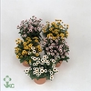 Chrysanthemum  'Pico'   ...mix