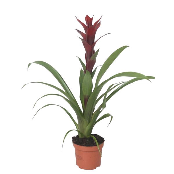 <h4>Guzmania Switch</h4>