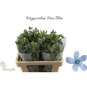 OXY CO TAN PURE BLU