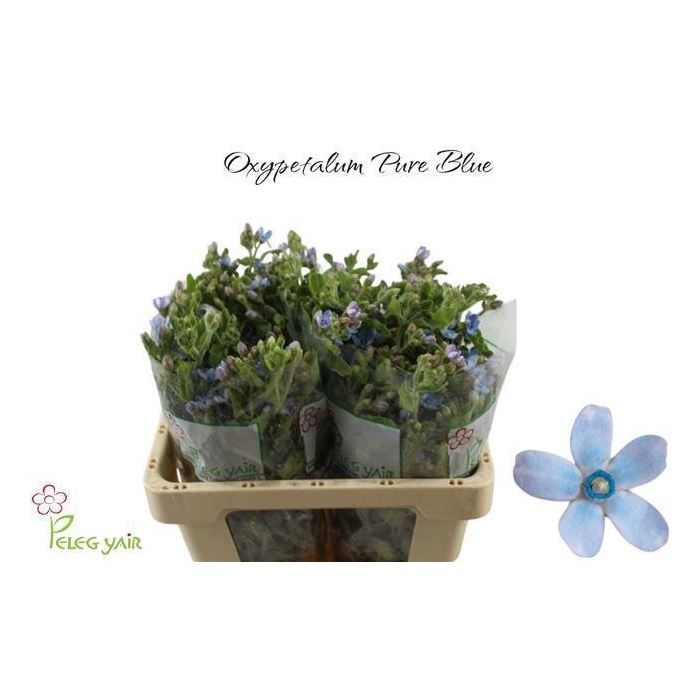 <h4>OXY CO TAN PURE BLU</h4>