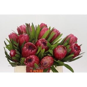 Protea Red Ice