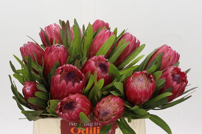 <h4>Protea Red Ice</h4>