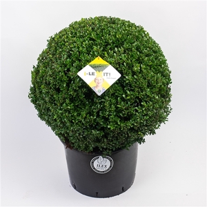 Ilex crenata Dark Green, P45, Bol Ø60cm