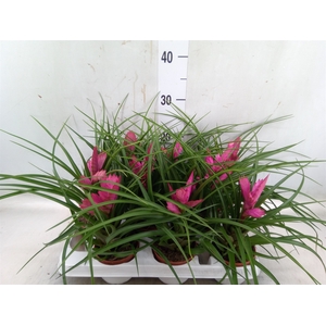 Tillandsia cyanea 'Josee'