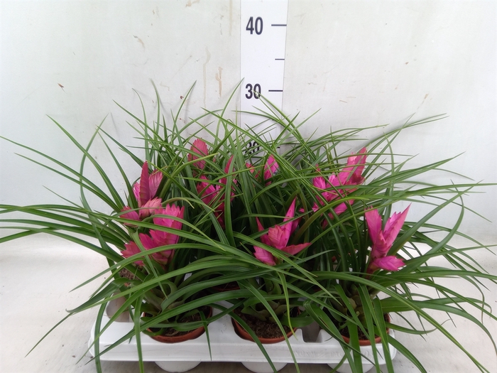 <h4>Tillandsia cyanea 'Josee'</h4>