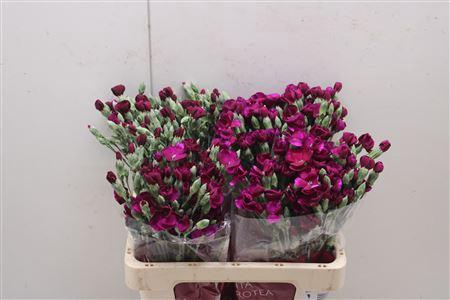 <h4>Di Solomio Lala Ryan</h4>