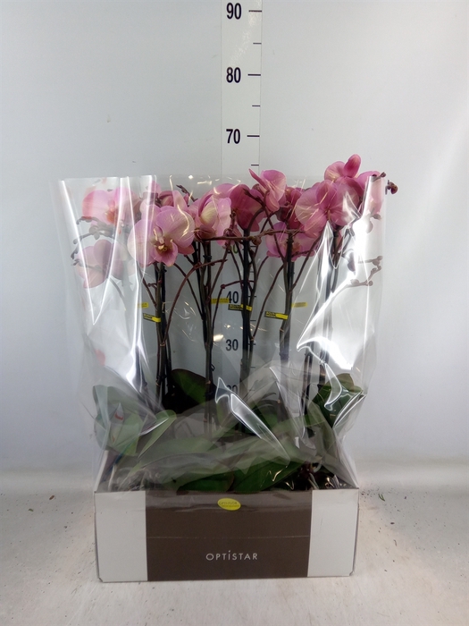 <h4>Phalaenopsis   ...rose</h4>