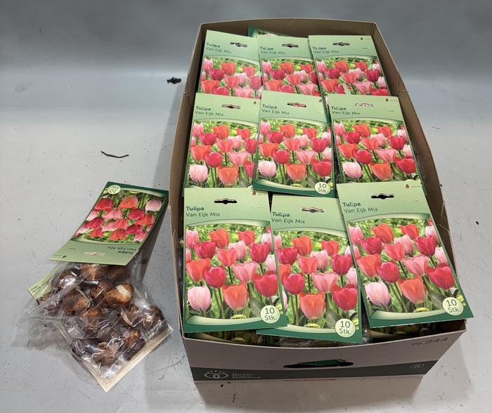 <h4>BLOEMBOL TULIPA</h4>